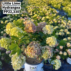October 2022 Little Lime Hydrangea